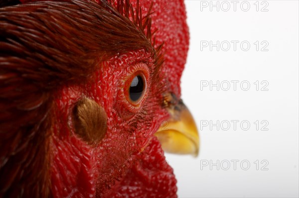 Bantam rooster