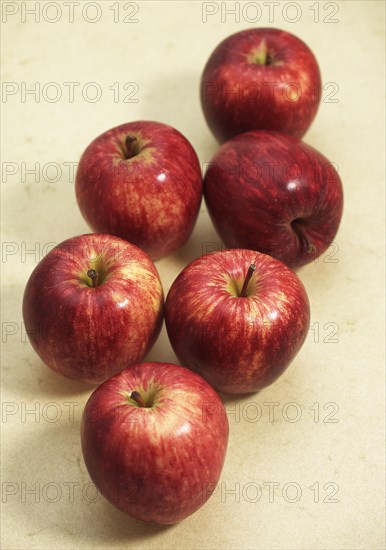 Malus domestica