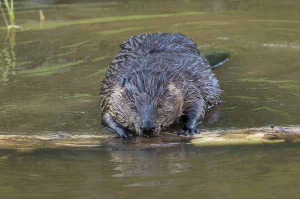 Canadian beaver