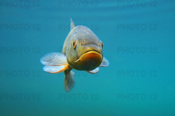 Tench or Doctor fish