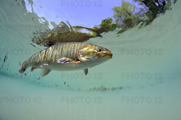 Arctic char