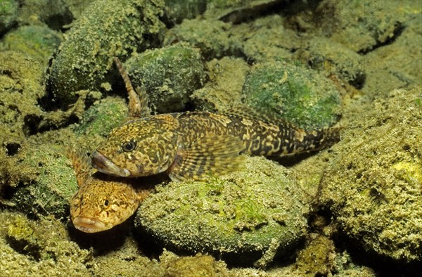 European bullhead