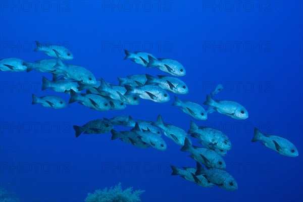 Shoal of black snapper