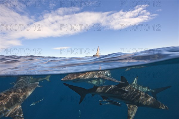 Blacktip Sharks