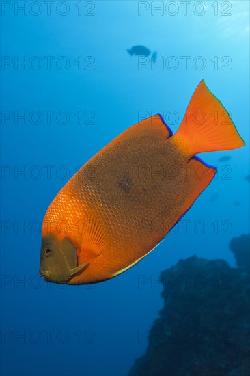 Clarion Angelfish