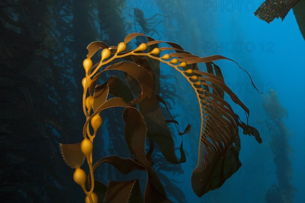 Giant Kelp Forest