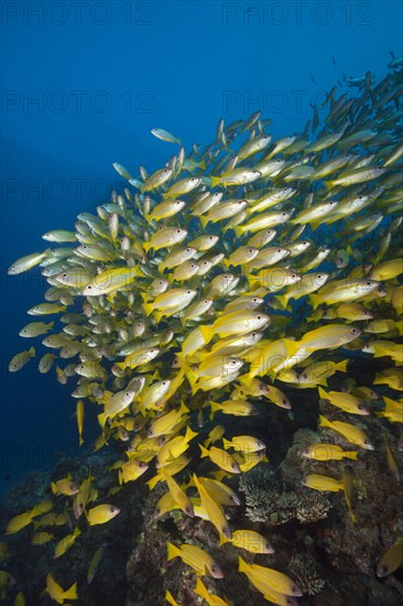 Shoal of bigeye snapper and five-striped snapper