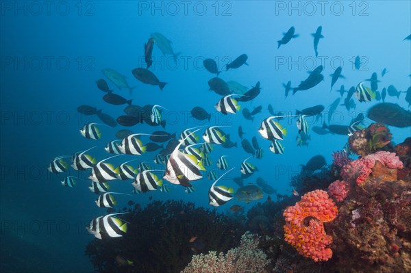 Shoal of common bannerfish