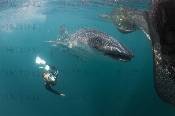 Whale shark