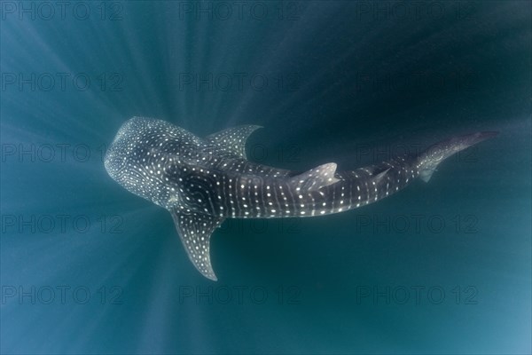 Whale shark