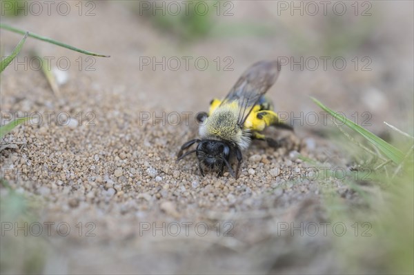 Solitary digger bee