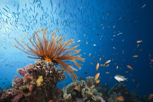 Reef with feather star and coral fish