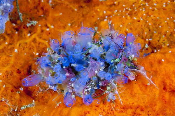 Blue sea squirts