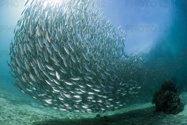 Shoal of ox-eye mackerel