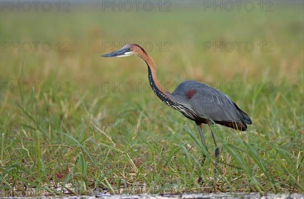 Goliath heron