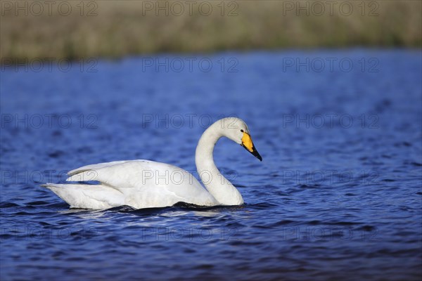 Whooper swan