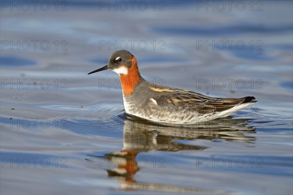 Red-necked Phalarope