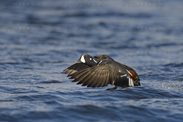 Harlequin duck