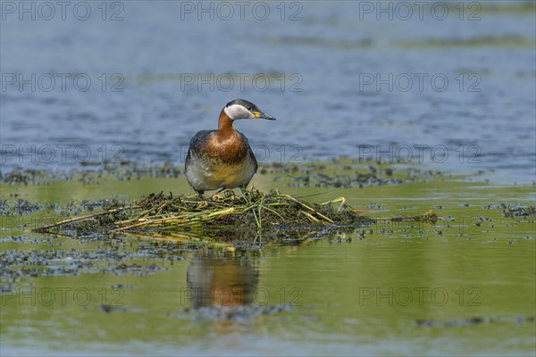 Red-necked grebe