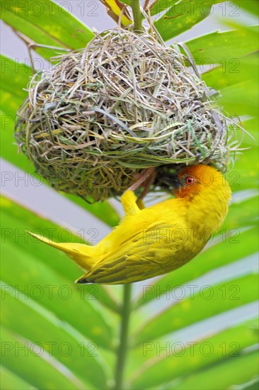 Eastern Golden Weaver