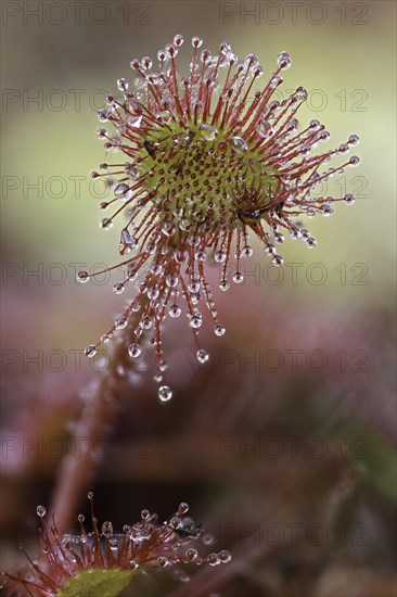 Common sundew