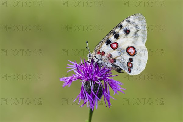 Red Apollo butterfly female