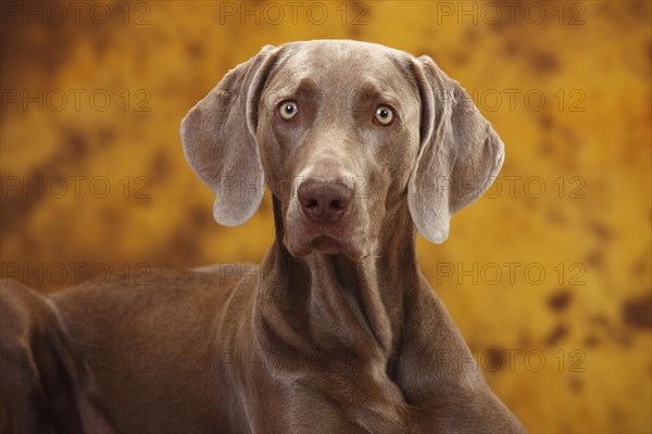 Weimaraner