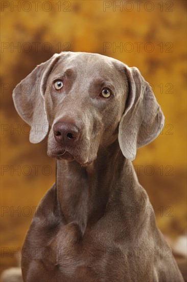 Weimaraner