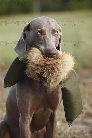 Weimaraner