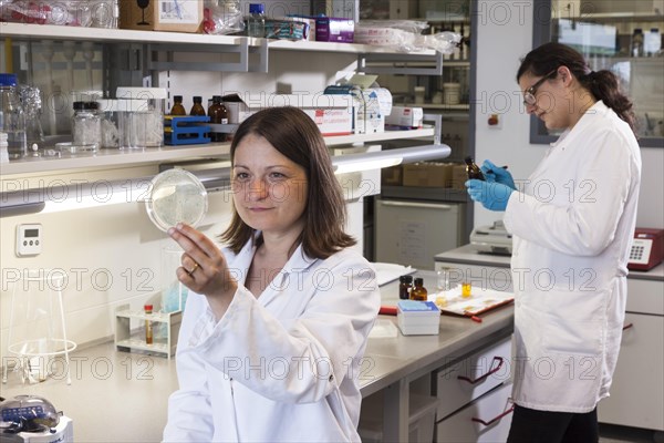 Scientist with a Petri dish containing a transformation of