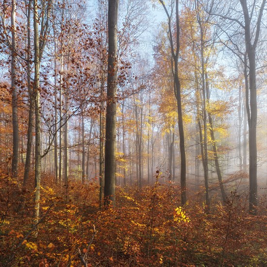 Natural beech forest with beginning regeneration in autumn with fog