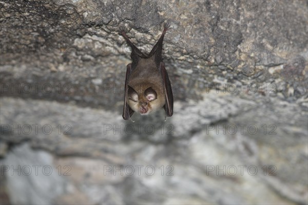 Lesser horseshoe bat