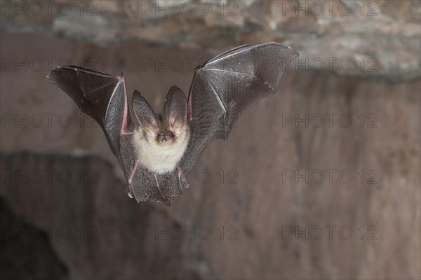 Brown long-eared bat