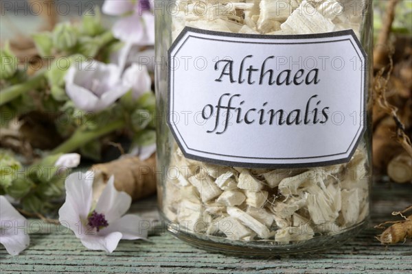 Althaea officinalis