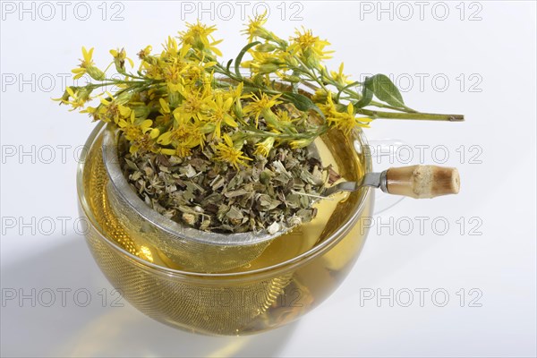 Cup goldenrod tea