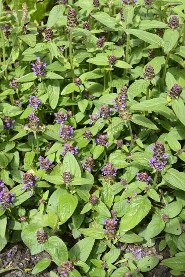 Prunella vulgaris