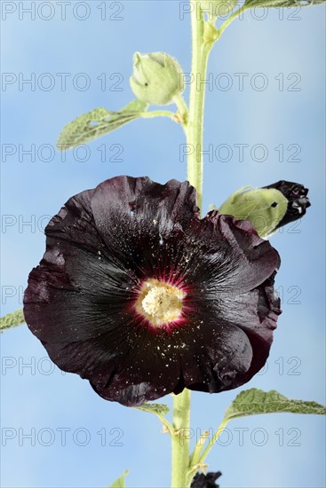 Alcea rosea nigra