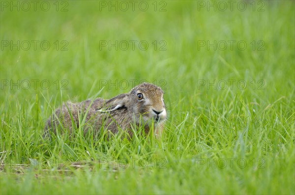 European brown hare