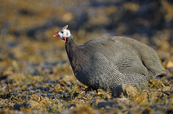 Helmeted Guineafowl