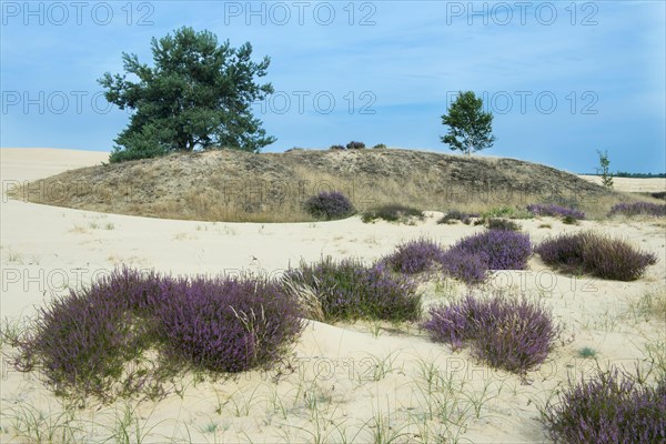 Common Heather