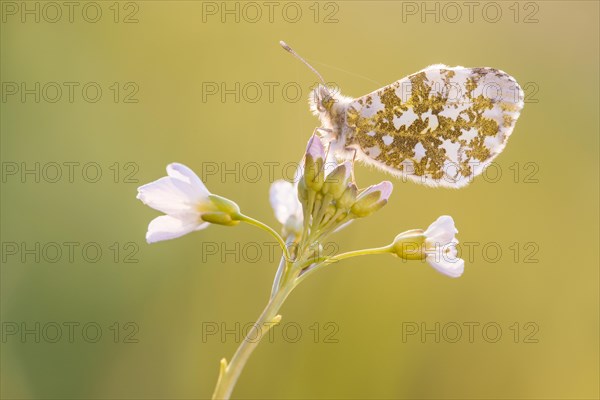 Aurora butterfly in a meadow cuckoo flower at sunset