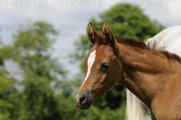 Arabian thoroughbred