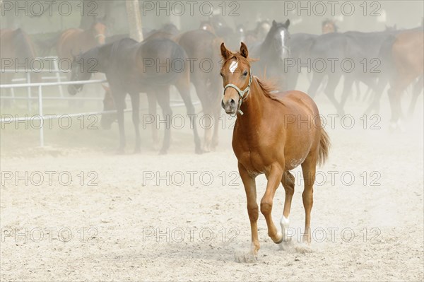 Arabian thoroughbred