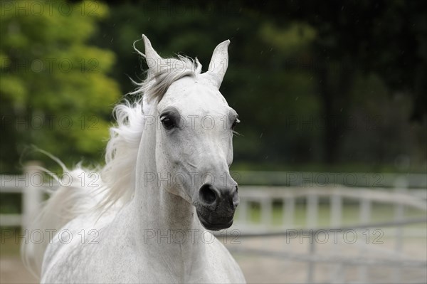 Arabian thoroughbred