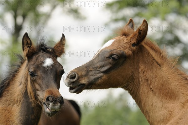 Arabian thoroughbred