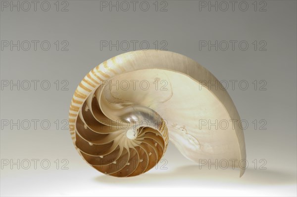 Nautilus