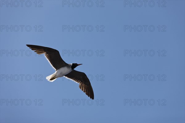 White-eyed Gull