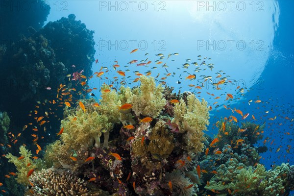 Harem flagfish on the reef