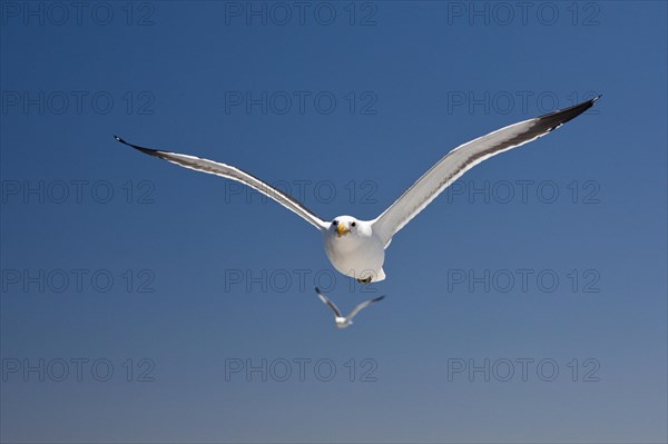 Kelp Gull