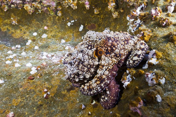 Common Octopus